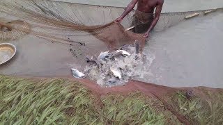 Fishing in Farm, Fishermans Catch Million Fish By Big Net! #Natural Traditional Culture