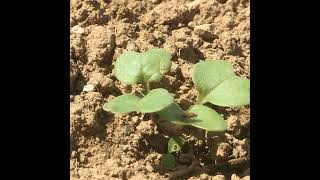 The Fundamentals of Soils Part 2: Soil Nutrients