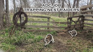 ADC NEST RAIDER JOB! Trapping Raccoons, Opossums, and Coyotes | S5 Ep 23