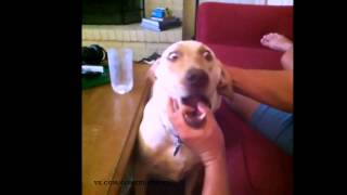 dog screaming funny vine