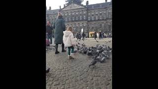 Amsterdam Pigeons 2024