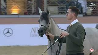 N.7 D RENAD - KIAHF 2026 - Arabian Peninsula Horse Show - Yearling Fillies A (Class 1A)