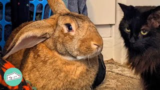 These Bunnies Get In The Most Unexpected Places | Cuddle Buddies