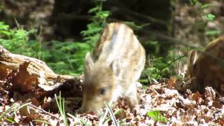 Wild Boar Piglets