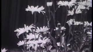 PASSING a super 8mm film by Cassandra Sechler