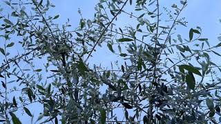 Relaxing HD screensaver - Olive tree