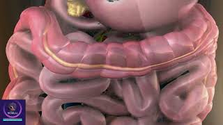 Gallbladder 3D Animation | Role of Bile in Digestive System |