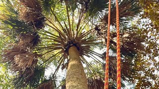 The state tree of South Carolina. The Palmetto tree.