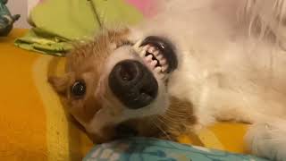Tundra the borzoi