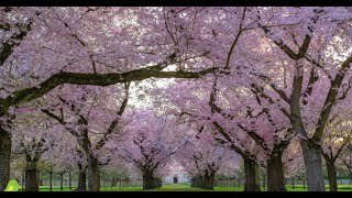 RESTORATION OF NERVOUS SYSTEM🌿Gentle music for Relaxation Time🌿Calm the Blood vessel, Healing stress