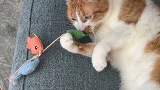 A Conversation with Julia Boyd about her book Village of the Third Reich , out in paperback now.