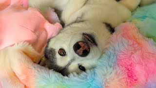 Leaving My Dogs to go CHASE the Northern Lights (You must see this!)