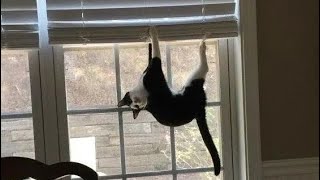 When you live with CAT, boring is NOT an option 😹 Funny Cat TV