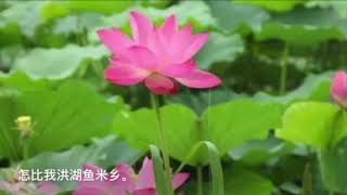 中國歌剧選曲《洪湖水，浪打浪》，歐陽貴民 James 演唱，梅少山 張敬安 梅会召 歐陽谦叔 作词，張敬安 歐陽谦叔 作曲。