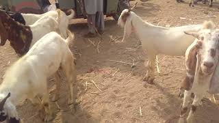 khassi maal aagaya hay qurbani ka aajao