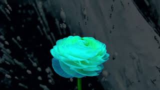 Unnatural beauty
