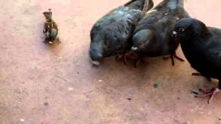 pigeon sparrow