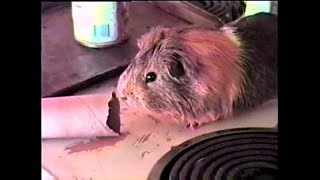 Dann Vazquez - "Mr. Guinea Pig"