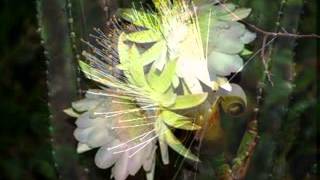 Richard Stoltzman - Come back as a flower