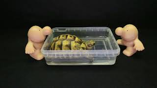 ASMR Turtle Warm Bath | Shelman’s Relaxing Lukewarm Water Bath 🐢💧#turtlerescue #asmr