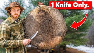 Best beaver hide fleshing method WITH ONLY A KNIFE