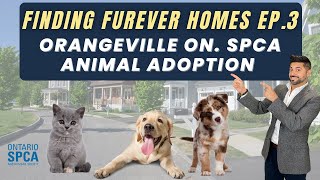 FINDING FUREVER HOMES! - The Local Home Finder Team and the Orangeville Ontario SPCA Ep.3
