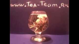 www.tea-team.ru Процесс заварки цветущего чая