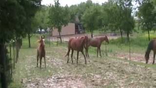 After the rain with the horses
