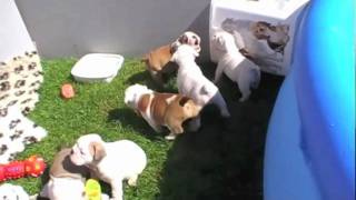 BULLIES PUPS CHILLIN IN THE YARD