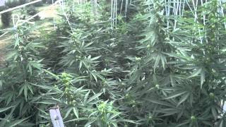 Outdoor medical marijuana august 20th 2012
