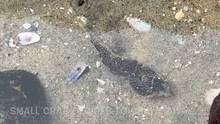 Navanax Predation