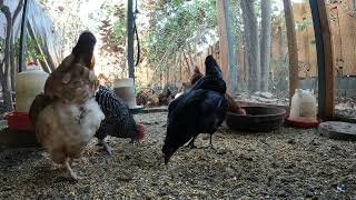 Backyard Chickens Fun Relaxing Video Sounds Noises Continuous Hens Clucking Roosters Crowing!