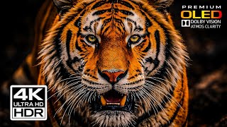 KINGS OF THE WILD — Majestic Tigers in Documentary 4K Ultra HD | Dolby Vision OLED (TV Demo)