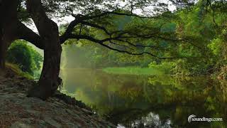 30 Minute Meditation ZEN Music Mix