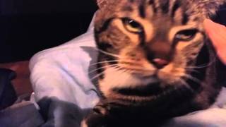 My cat zorro still chirps