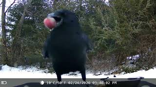 Will This  Crow Bring Me a Gift? 👀#AmericanCrow #Crow #CrowGifts #Corvid