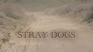 Stray Dogs And Tumbleweeds
