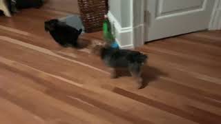 Yorkie play time