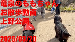 黒ラブラドールレトリーバーの竜泉のももちゃんお散歩動画 　上野公園　桜が綺麗　Black Labrador Retriever Momo-chan walking video