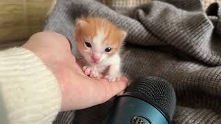 Kitty Asmr for first Time !