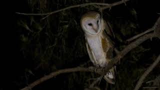 Barn Owl Owlet (calling parent to be fed) (3 of 3)