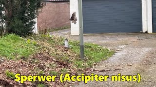 Sperwer grijpt duif