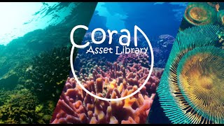 Coral: Asset Library for UE5