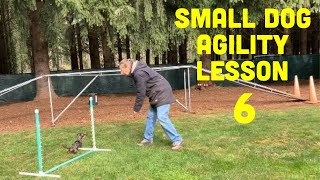 6th Agility Lesson for Small Dachshund