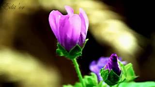 Gheorghe Zamfir - A whole new world