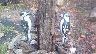 Downy Woodpecker Toys Project  Part 2... Music By Nina Simone