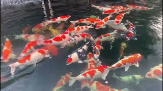 46.Cooler air temperatures hav #koifish #koi #koi #japanesekoi #animals #fish #koiindonesia #koipond
