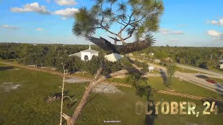 SWFL Eagles- October, 24 - Nest & Pasture Activities. Afternoon F23 Solo Visit