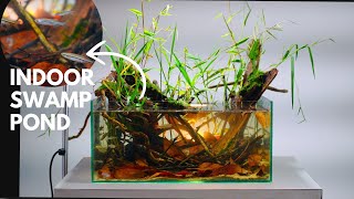 Diy Mini Indoor Swamp Pond for Tiny Fish