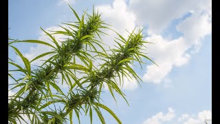 Controlling the Size of Your Cannabis Plants:  Kyle Kushman / Green Flower
